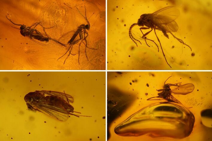 Four Detailed Fossil Flies (Diptera) In Baltic Amber #150723